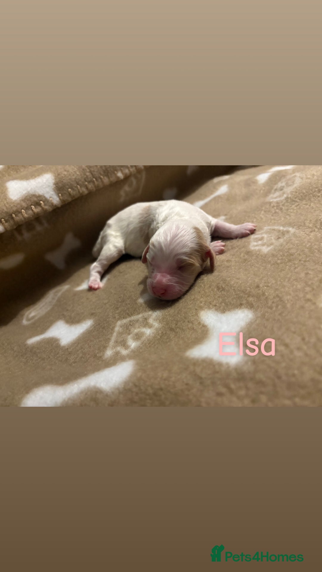 Cockapoo dogs for sale: 🐶🐾Cockapoo puppies 🐶🐾 - Advert 10