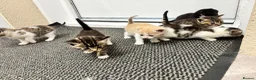 Mixed Breed cats for sale: Beautiful kittens  in Axbridge - Advert 5