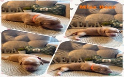 Australian Labradoodle dogs for sale: Australian Labradoodle Puppies F1b - Image 13