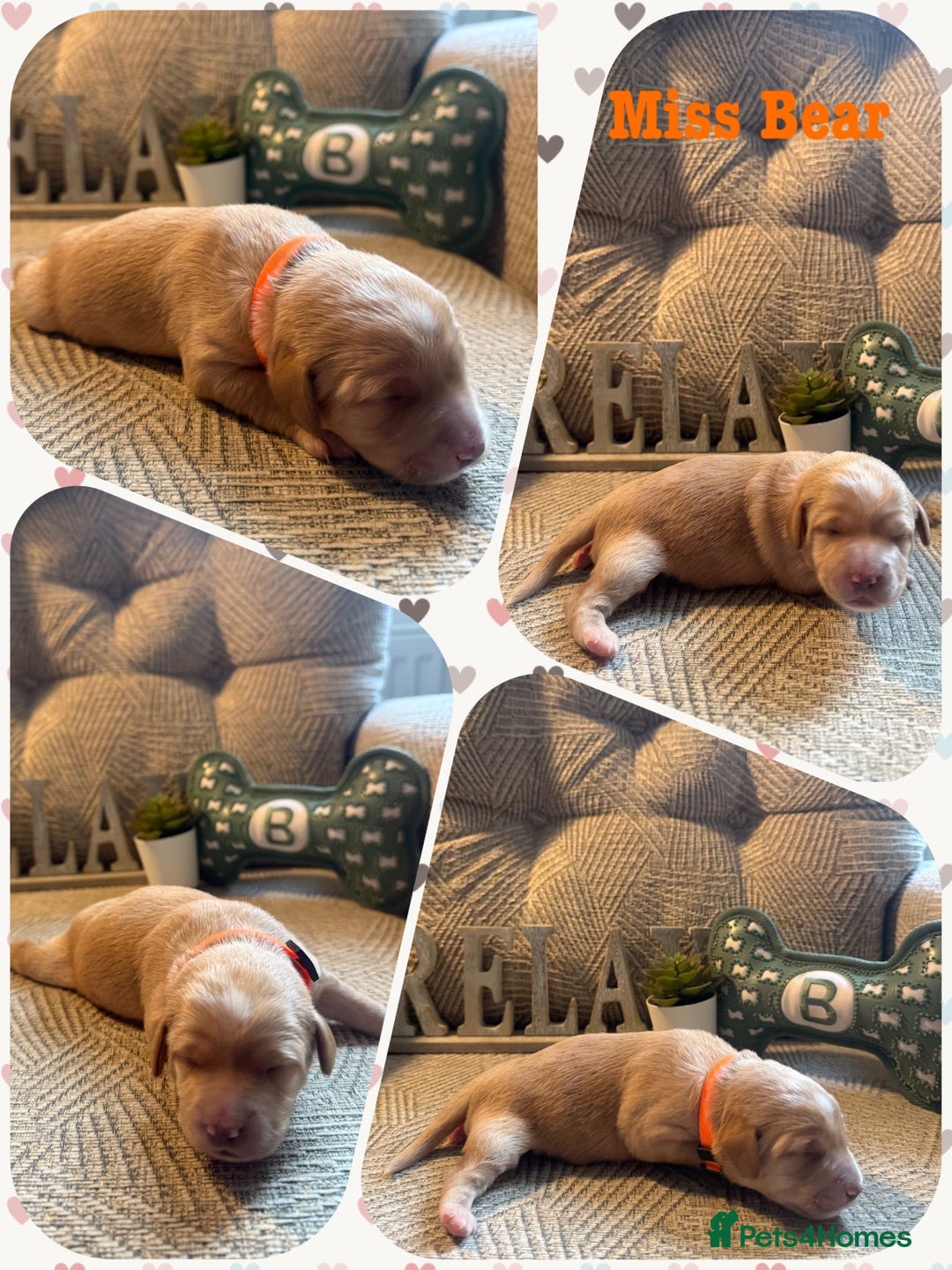 Australian Labradoodle dogs for sale: Australian Labradoodle Puppies F1b - Image 13