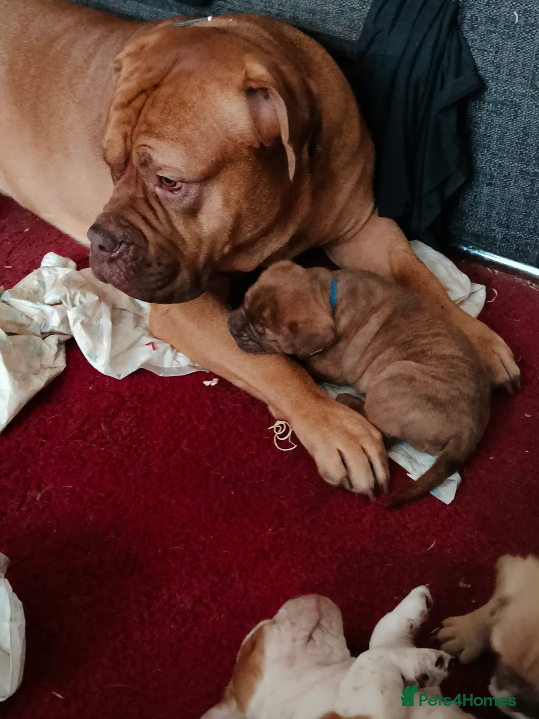 Mixed Breed dogs for sale: Dogue de bordeaux cross old time english bulldog in Newcastle upon Tyne - Advert 2