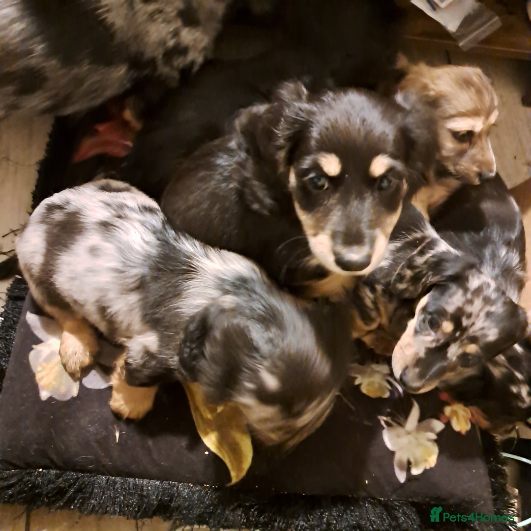 Miniature Dachshund dogs for sale: Just a boy longer coated, healthy Mini Dachshund - Image 4
