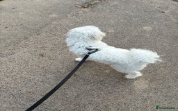 Mixed Breed dogs for sale: Maltese/bichon. - Image 5