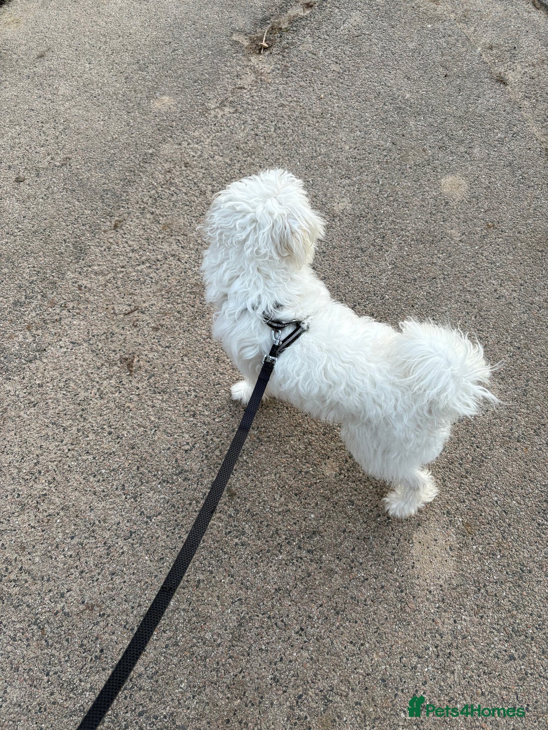 Mixed Breed dogs for sale: Maltese/bichon. - Image 5