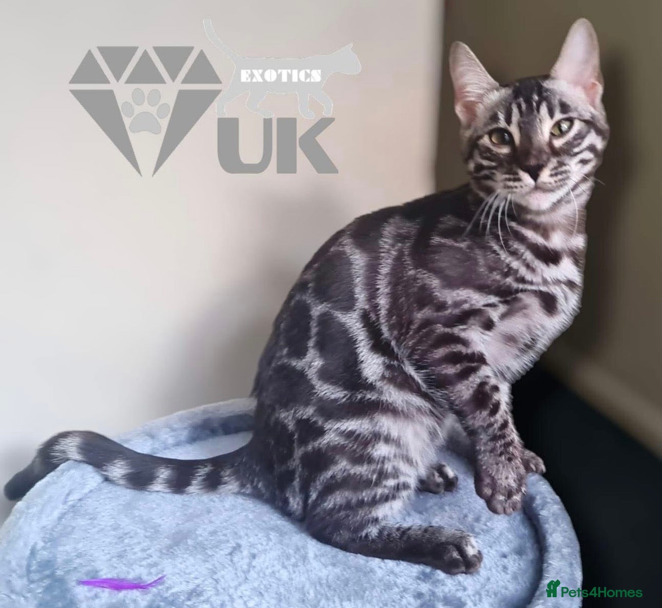 Bengal cats Upcoming litter - register interest 🐆💎🤍🩶🖤 - Advert 1