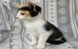 Mixed Breed cats for sale: 2 Calico (Tri Colour) Female Kittens - Image 1