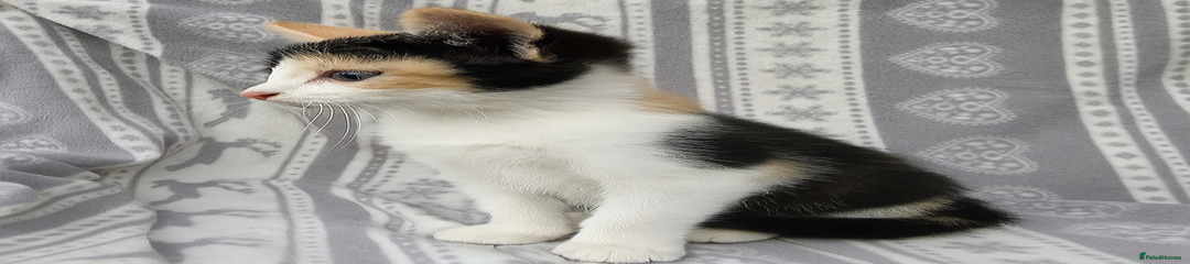 Mixed Breed Kitten 1