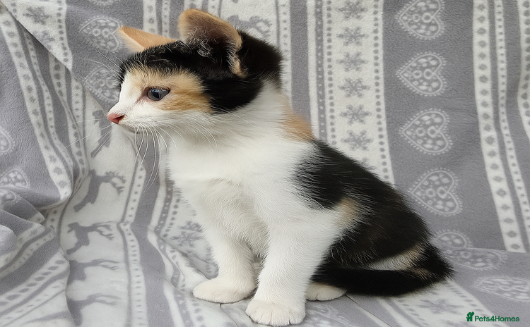 Mixed Breed cats - Advert 1
