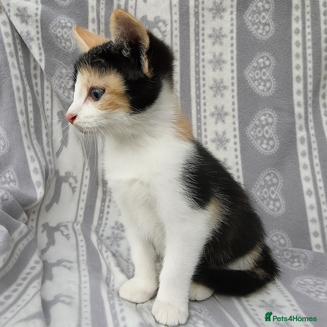 Mixed Breed cats for sale: 2 Calico (Tri Colour) Female Kittens - Image 1
