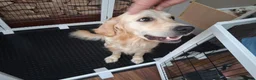Golden Retriever dogs for sale: Stunning Golden Retriever Puppies  - Advert 7