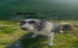 Mixed Breed dogs for sale: Border colllie/bearded collie pups  - Image 30