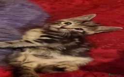 Mixed Breed cats for sale: kittens - Image 20