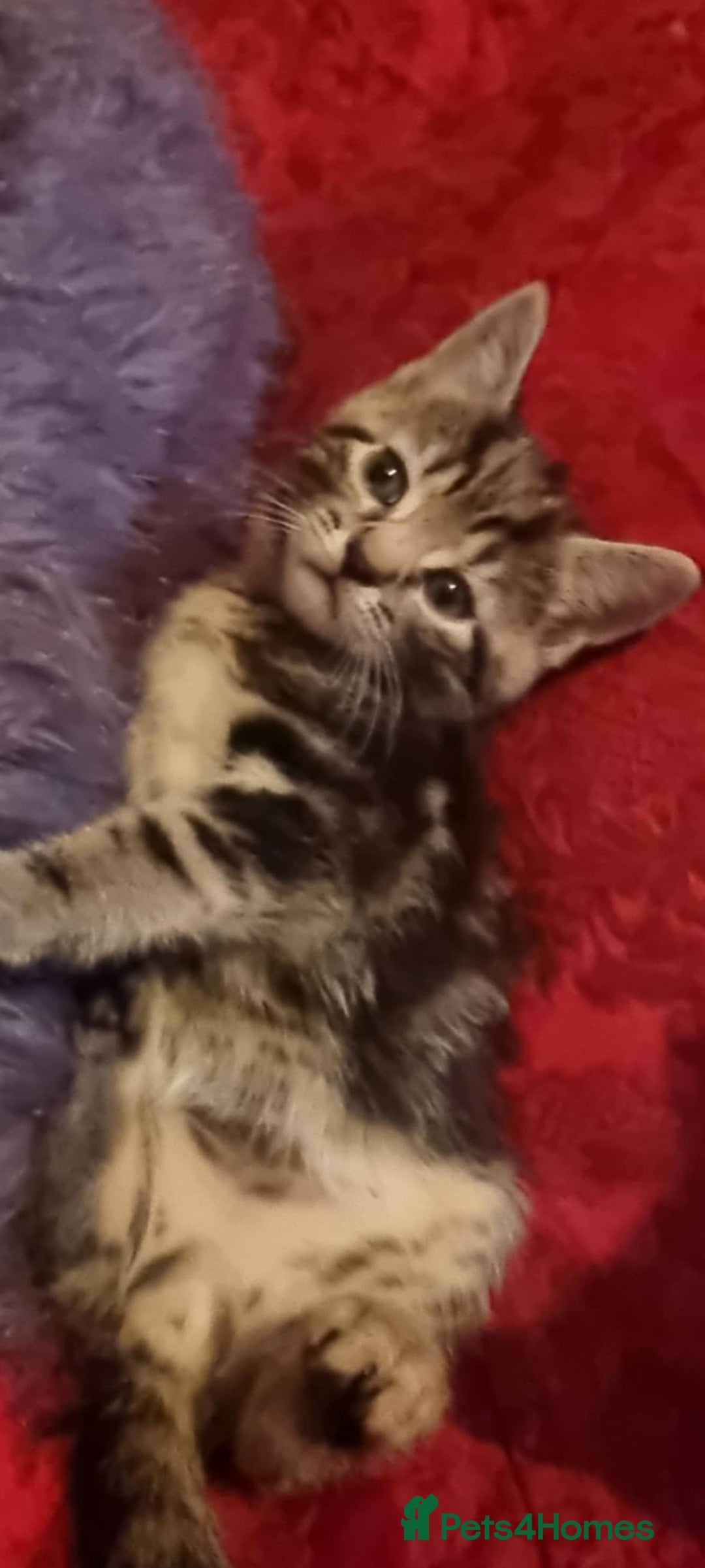 Mixed Breed cats for sale: kittens - Image 20