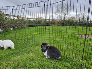 Mini Lop rabbits ❤️Purebread mini lops for sale❤️ - Advert 16