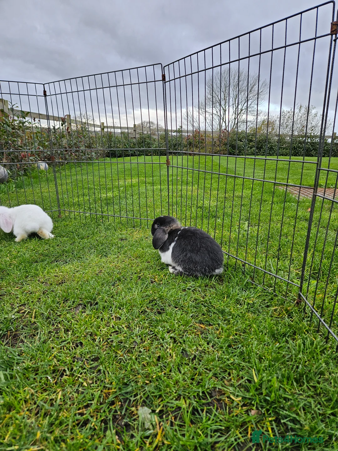 Mini Lop rabbits for sale: ❤️Purebread mini lops for sale❤️ - Advert 6