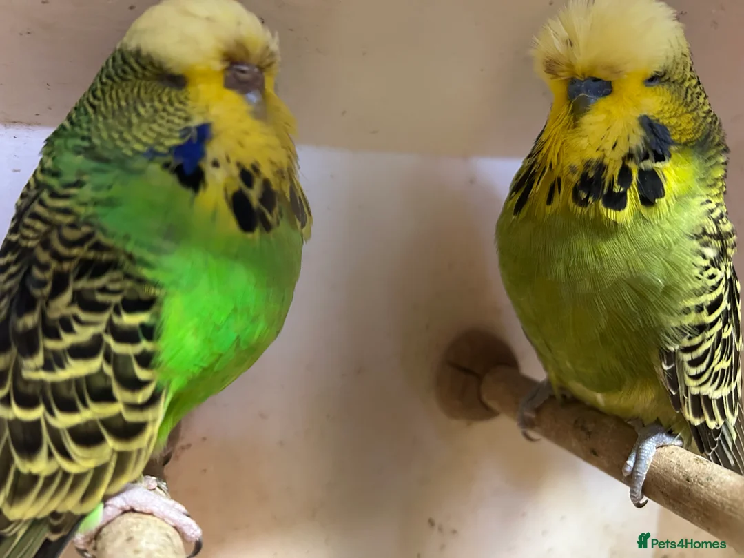 Budgerigars birds for sale: Budgies for Sale, all in good health  - Advert 24
