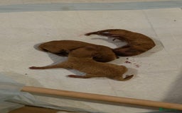 Cockapoo dogs for sale: Mini red cockapoo puppies ready 17th Jan 2026  - Advert 12