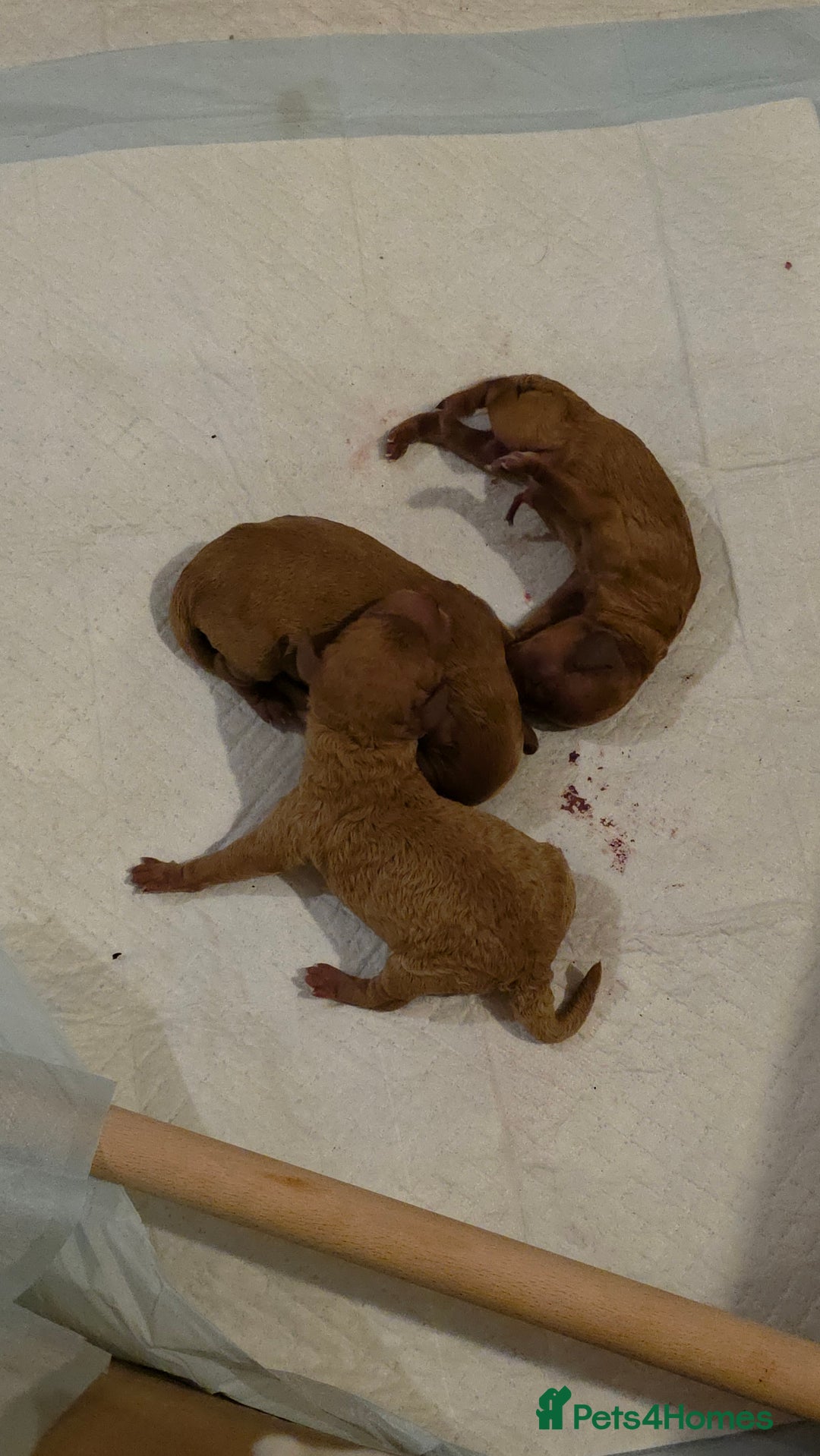 Cockapoo dogs for sale: Mini red cockapoo puppies ready 17th Jan 2026  - Advert 12