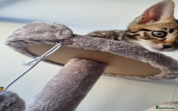 Bengal cats for sale: Last Glitter Brown Bengal - Image 7