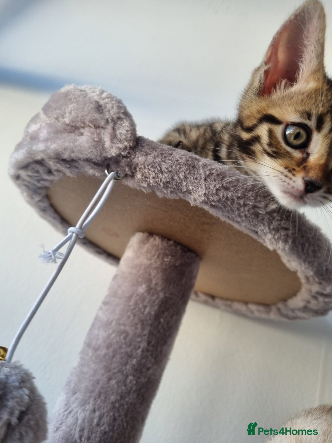 Bengal cats for sale: Last Glitter Brown Bengal - Image 7