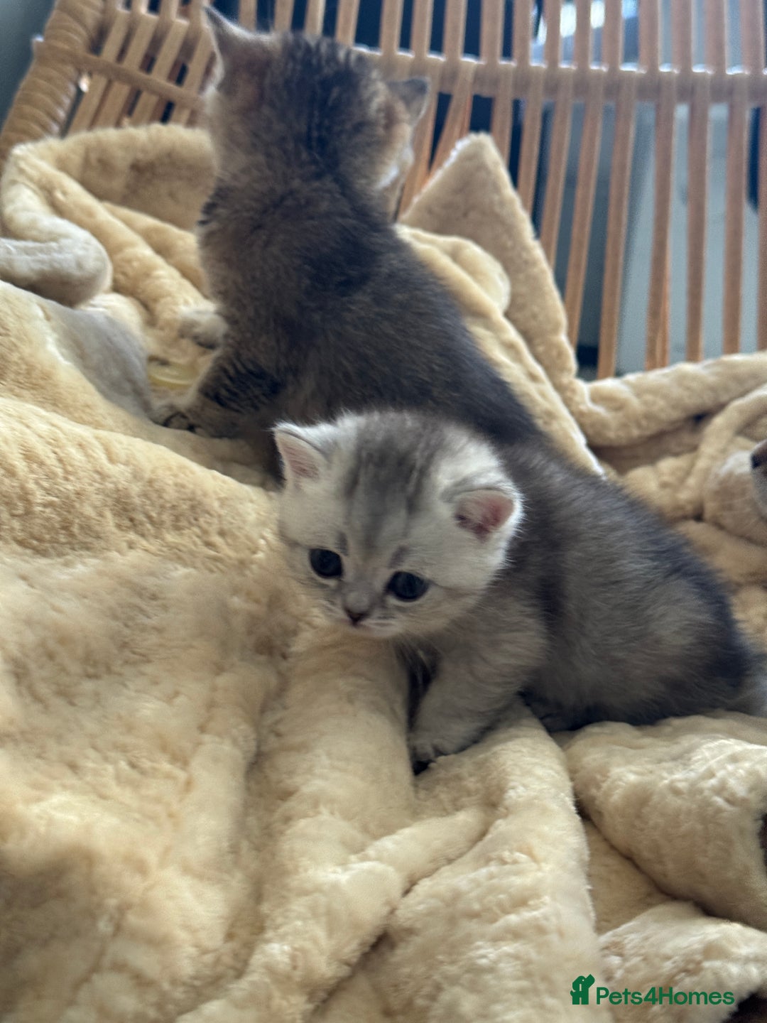 British Shorthair cats for sale: 2 Outstanding BSHLitter Chinchilla &Classic Lines) - Advert 30