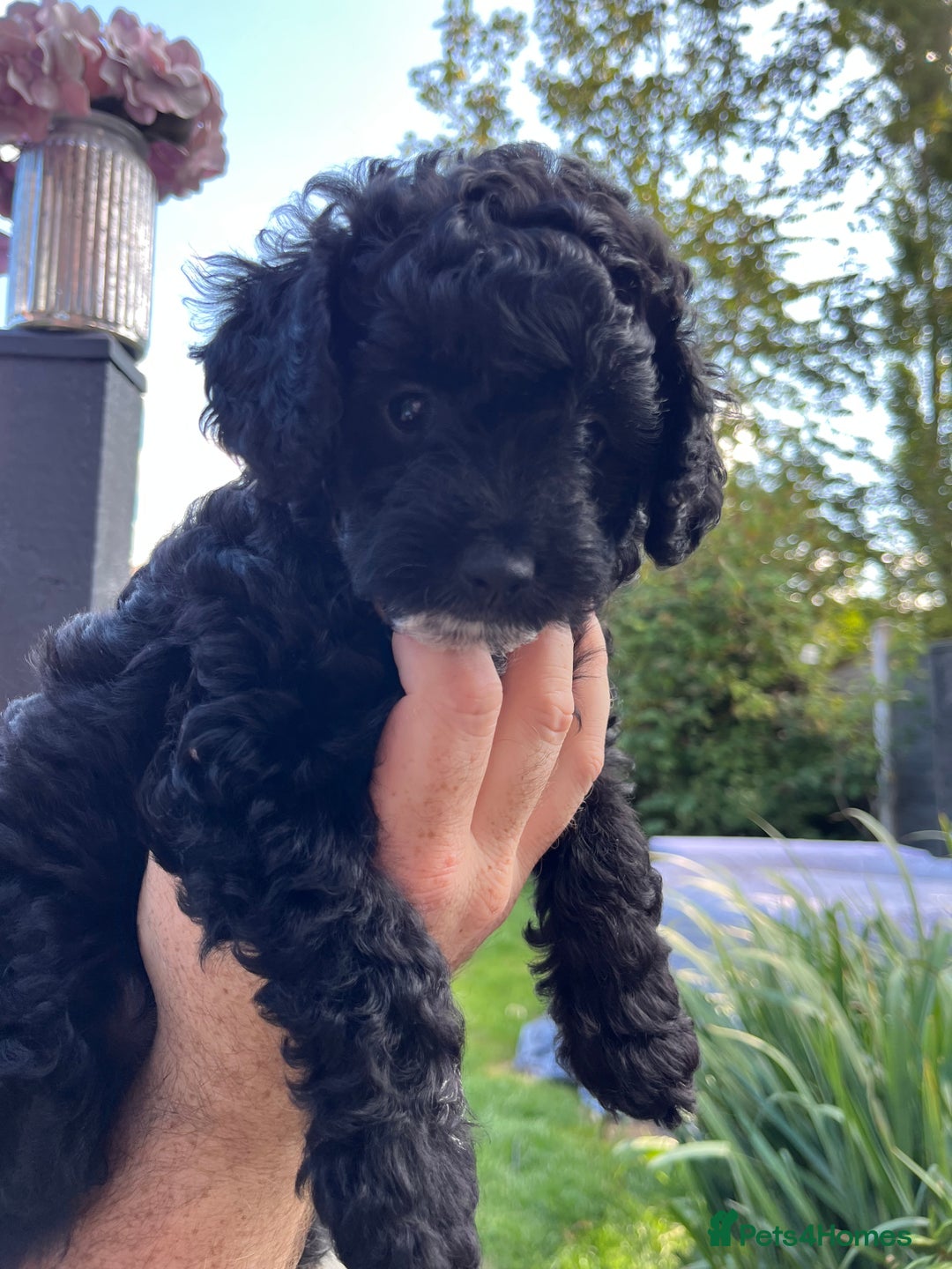Yorkiepoo dogs for sale: Yorkiepoo cockapoo  - Image 13