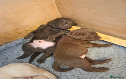 Labrador Retriever dogs for sale: 8 gorgeous chocolate/yellow girl & boy lab pups  - Image 8