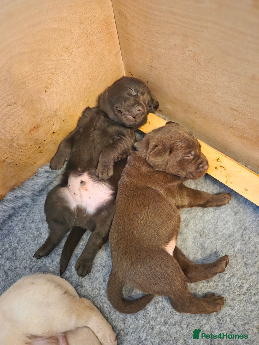Labrador Retriever dogs for sale: 8 gorgeous chocolate/yellow girl & boy lab pups  - Image 8