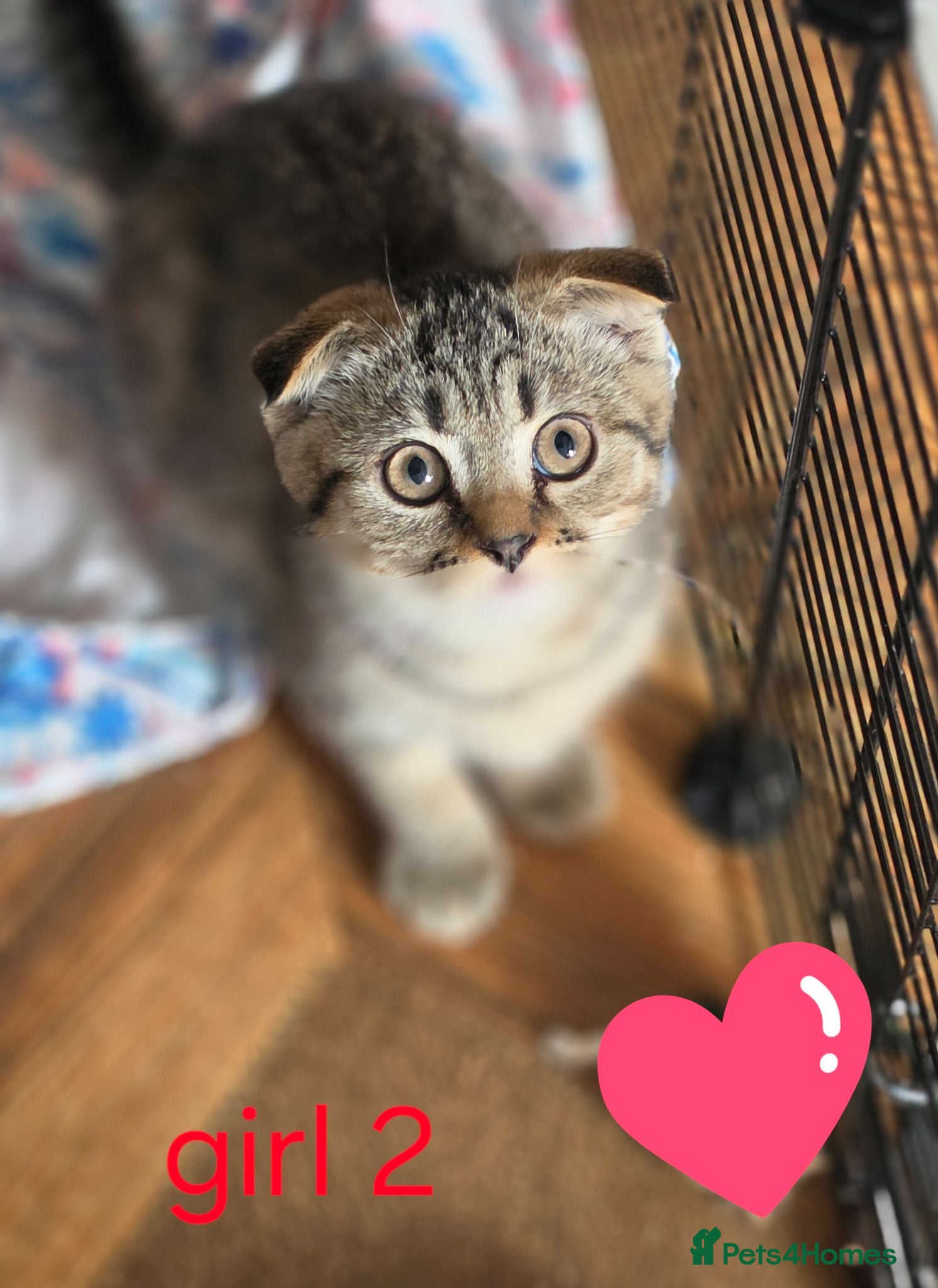 Scottish Fold cats  🥰SALE !!!🤩 LAST GIRL - Advert 2