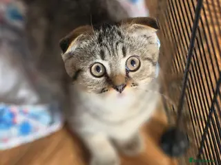Scottish Fold cats 🥰SALE !!!🤩 LAST GIRL - Advert 2