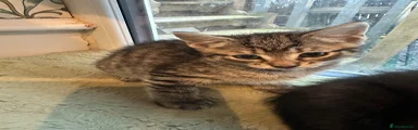 Mixed Breed Kitten 2