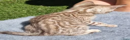 Bengal cats for sale: Beautiful TICA registered Bengal Kittens - Advert 11