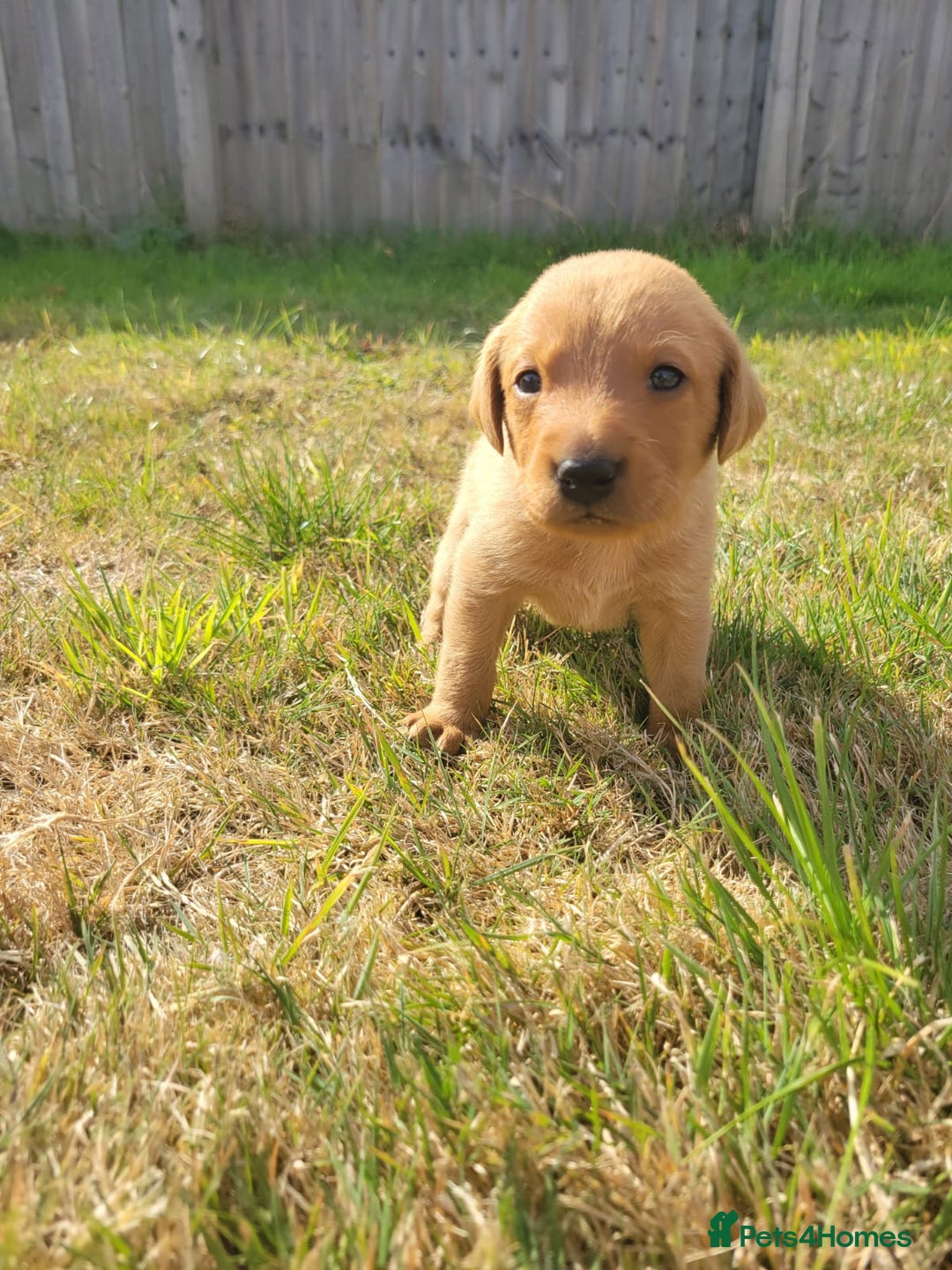 Labrador Retriever dogs for sale: Red Fox Labrador Puppies–Ready from 26th September - Image 3