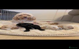 Cocker Spaniel dogs for stud: Dog for STUD  - Image 8