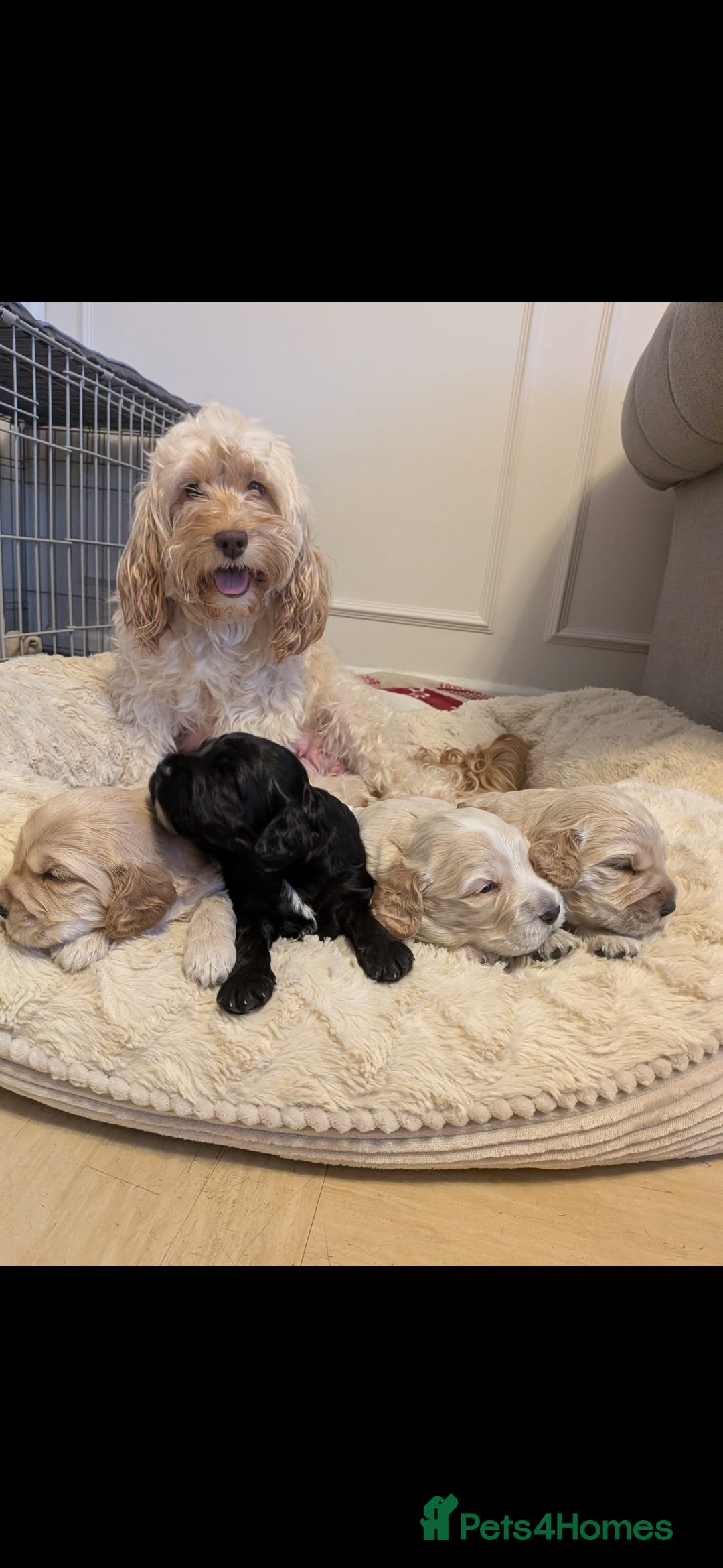 Cocker Spaniel dogs for stud: Dog for STUD  - Image 8