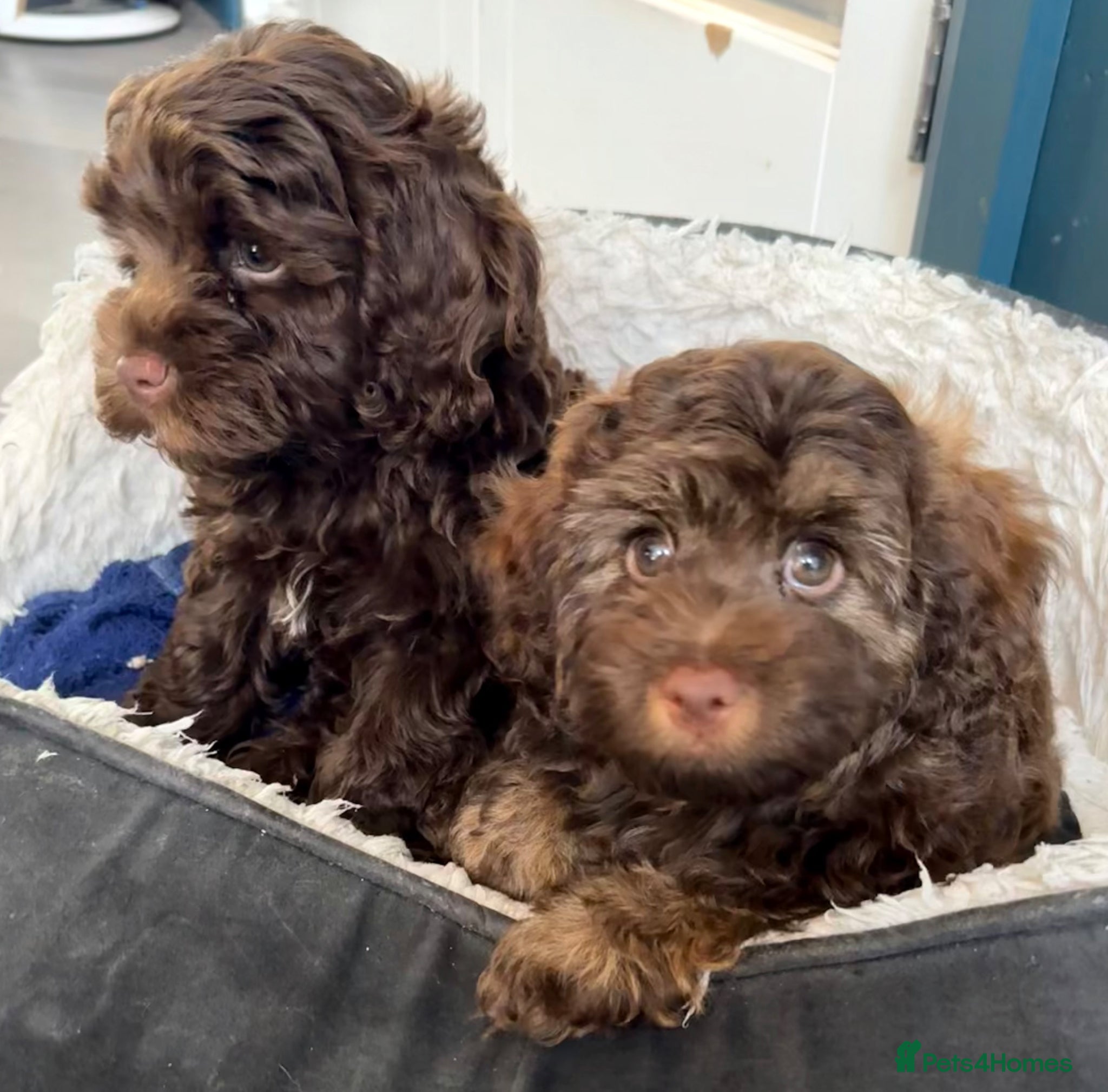 Mixed Breed dogs for sale:  Ready to go Cavapoo/Cockapoo pups £1550 OVNO  - Advert 15