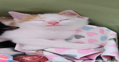 Mixed Breed cats - Advert 6