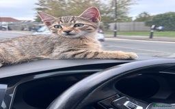 Mixed Breed cats for sale: Tabby Male Cat - Image 5