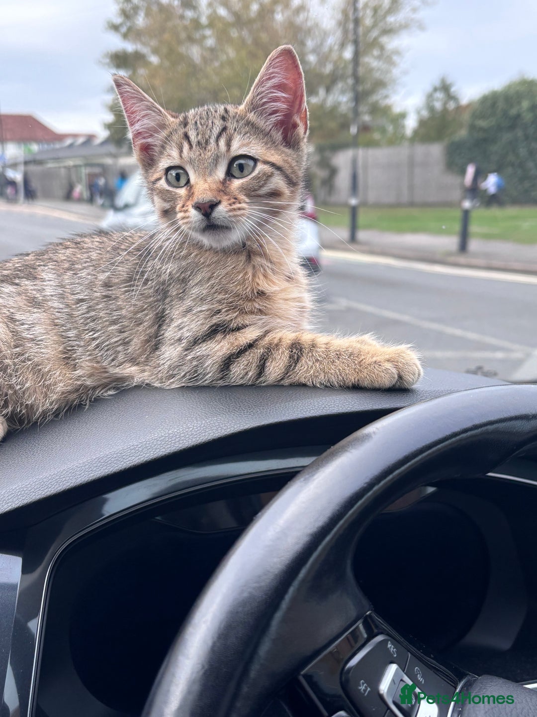 Mixed Breed cats for sale: Tabby Male Cat - Image 5