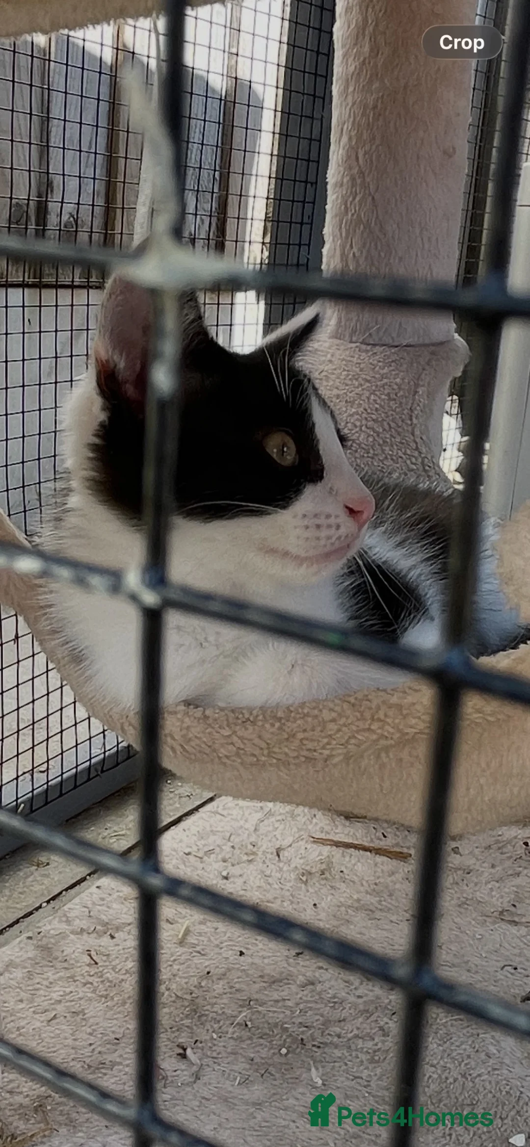 Mixed Breed cats for sale: 3 male kittens - Advert 10