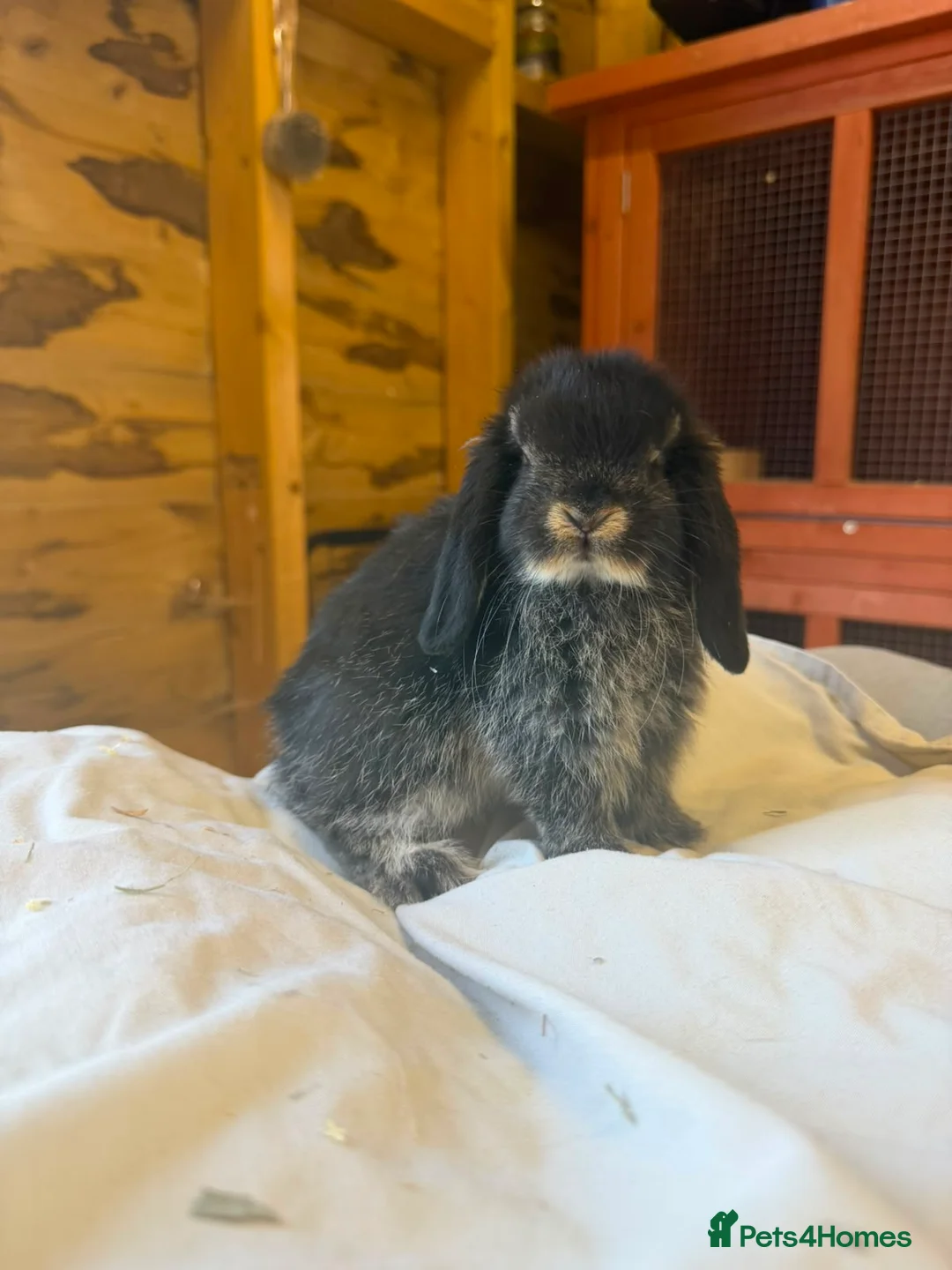 Mini Lop rabbits for sale: 🖤Gorgeous pure bred black otter mini lops 🖤 - Advert 2