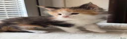 Maine Coon cats for sale: TICA Reg Maine Coon Kittens Red & Tortie Babies - Advert 26
