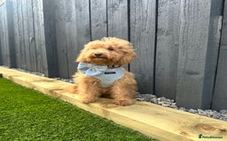 Toy Poodle dogs for stud: F1b westipoo for stud - Image 5