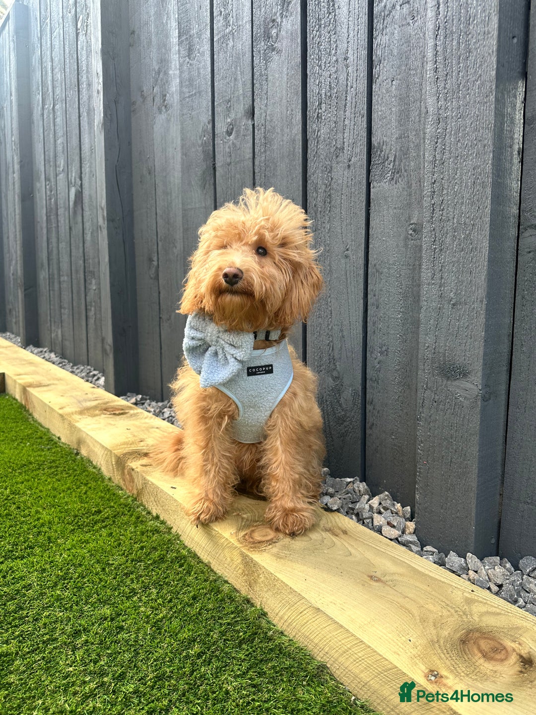 Toy Poodle dogs for stud: F1b westipoo for stud - Image 5
