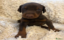 Dobermann dogs for sale: 12 stunning Doberman puppies - Image 12