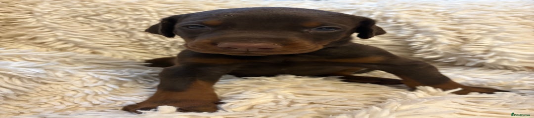 Dobermann Puppy 2 burgundy collar