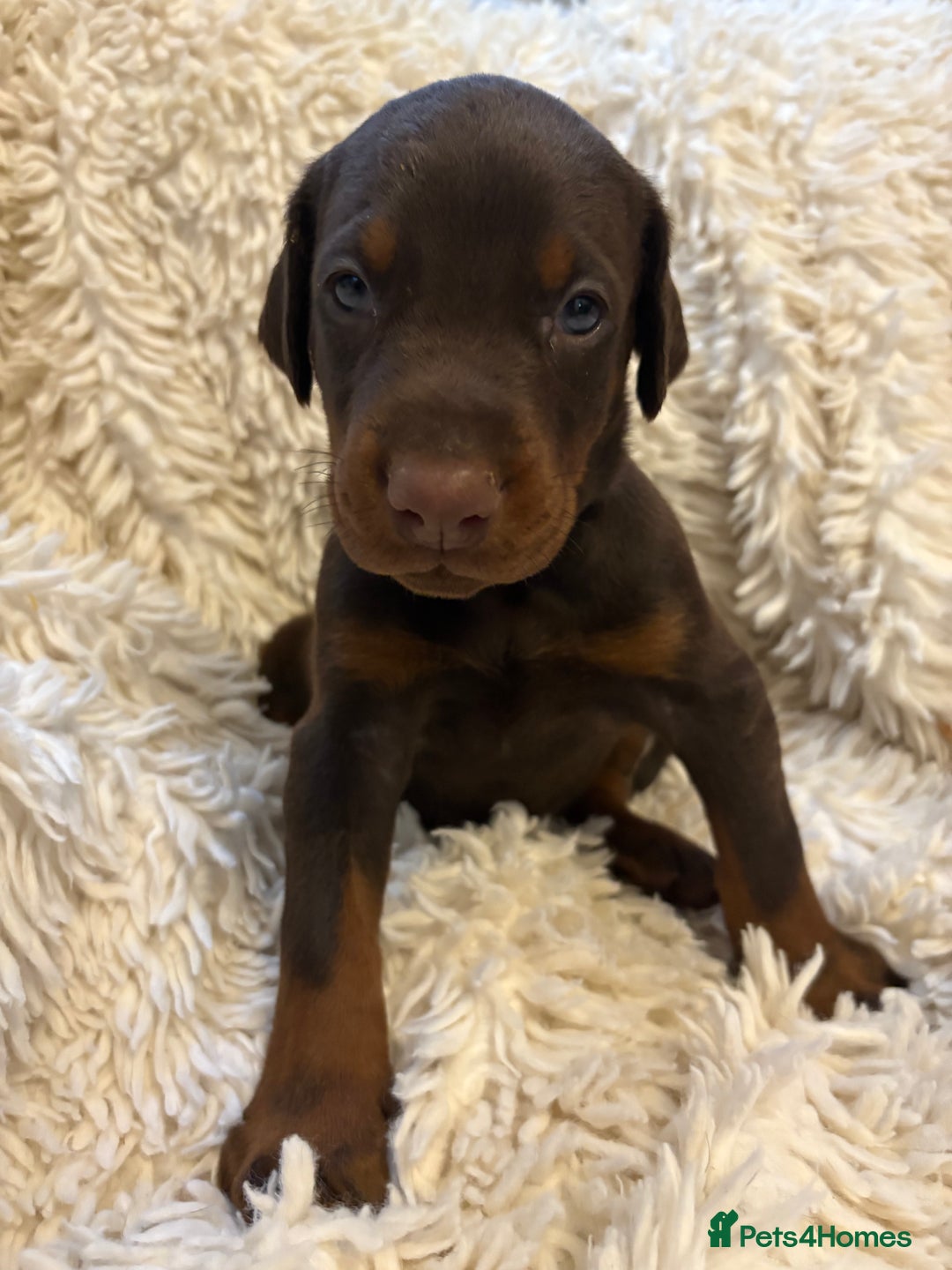 Dobermann dogs for sale: 12 stunning Doberman puppies - Image 12