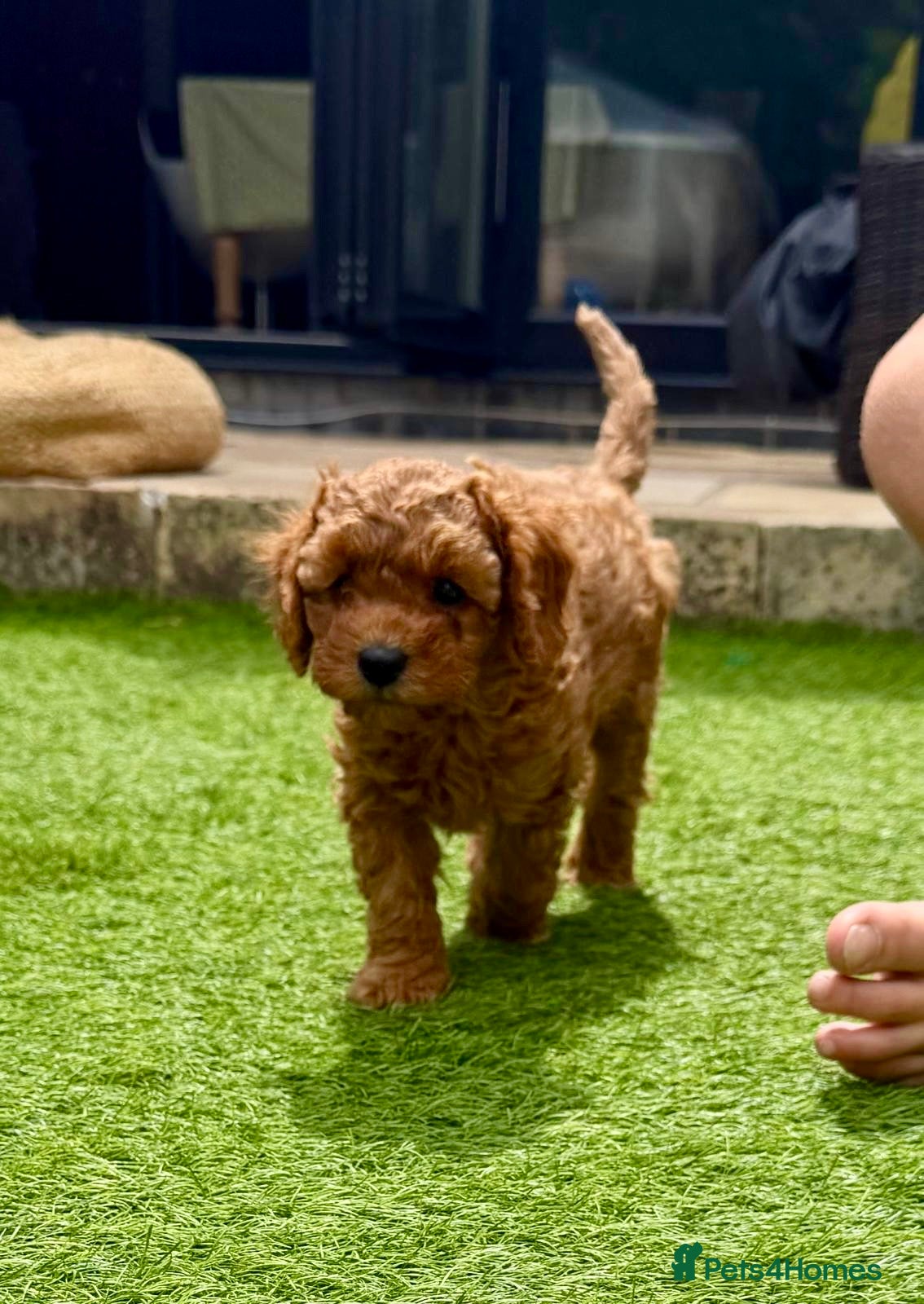 Cavapoo dogs F1B Cavapoo pups looking for their forever home - Advert 1