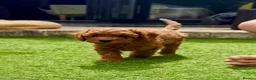 Cavapoo dogs for sale: F1B Cavapoo pups looking for their forever home - Advert 1