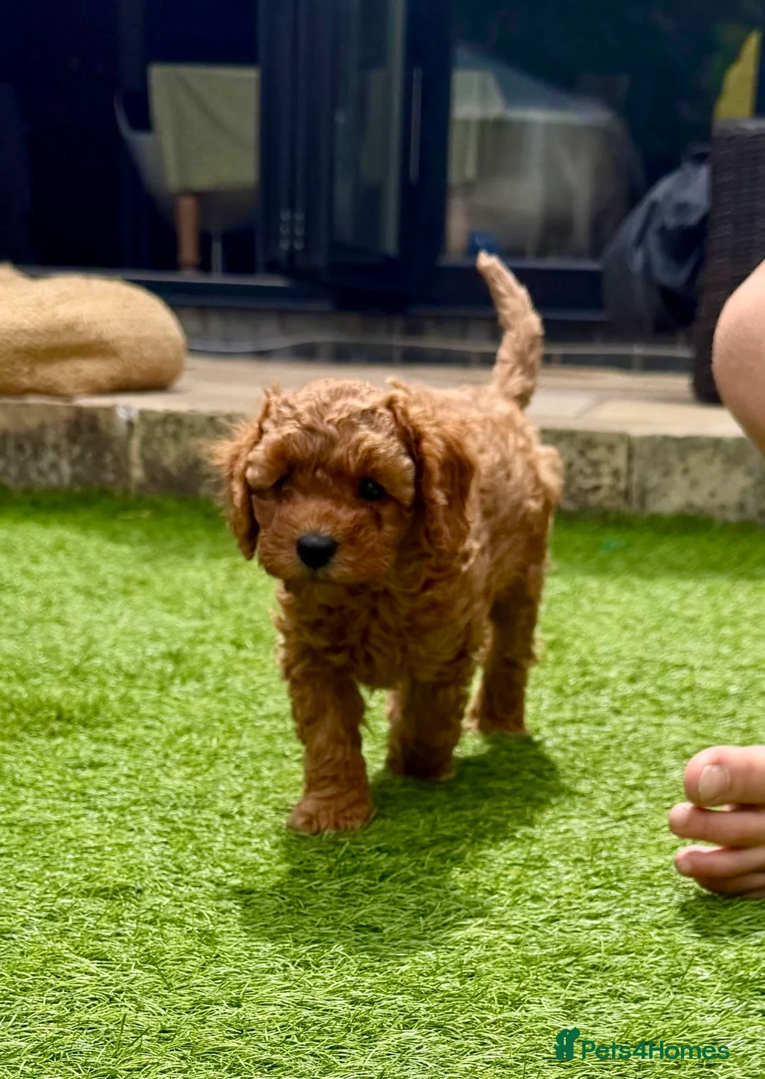 Cavapoo dogs for sale: F1B Cavapoo pups looking for their forever home - Advert 1